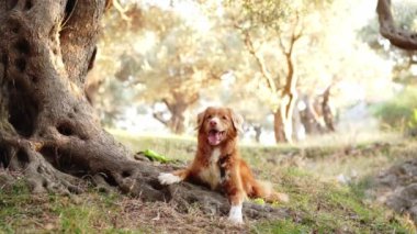 Doğa 'da Köpek - Eğlenceli bir nova scotia ördeği Tolling Retriever antik bir zeytin ağacında dinleniyor, doğal bir dinginlik sahnesi.
