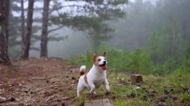 Perro Sendero Brumoso Alerta Curiosidad Jack Russell Terrier Explora Sendero — Vídeos de Stock