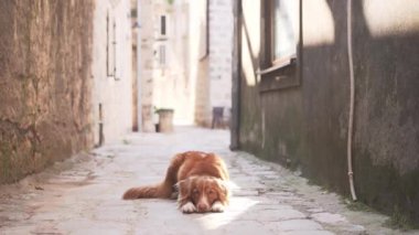 Nova Scotia Duck Tolling Retriever köpeği tarihi geçitte uzanıyor. Şehirde evcil hayvan 