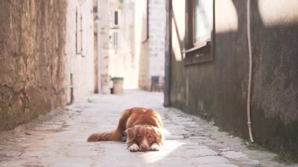 Nova Scotia Duck Tolling Retriever Dog Lounging Historic Alley Mascotas — Vídeo de stock