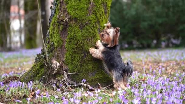 Yorkshire Terrier Hond Legde Haar Poten Boom Midden Purple Crocus — Stockvideo