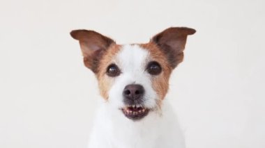 Jack Russell Terrier köpeğinin portresi, stüdyo ayarı yakalandı. Özenli ifade, kahverengi ve beyaz kürk detaylı