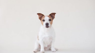 Jack Russell Terrier köpeğini uyarın. Stüdyoda dikkatle oturuyor. Parlak gözleri ve canlı kulakları büyük bir ilgi gösteriyor.