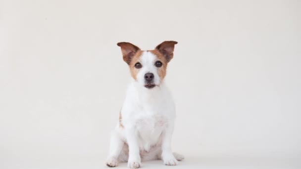 Aufmerksam Sitzt Jack Russell Terrier Hund Einem Studio Seine Leuchtenden — Stockvideo