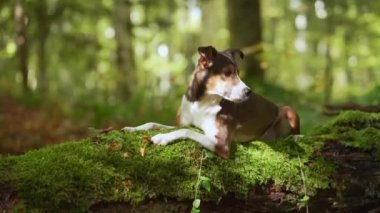 Köpek, orman macerasına dalmış bir kütükten geçiyor. Odaklanmış ifadesi ve doğal yapısı vahşi doğa keşiflerini çağrıştırıyor.