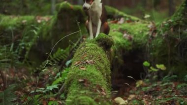 Köpek, orman macerasına dalmış bir kütükten geçiyor. Odaklanmış ifadesi ve doğal yapısı vahşi doğa keşiflerini çağrıştırıyor.
