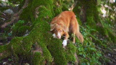 Ormandaki köpek, tedbirli bir Nova Scotia Ördeği Tolling yosunlu araziden çıkıyor. Merakın ve doğanın vücut bulmuş hali.. 