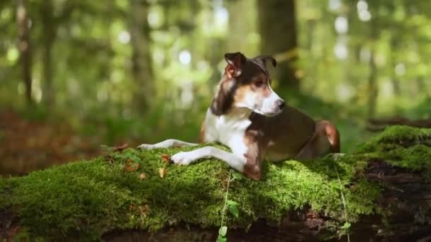 狗穿越一根圆木 沉浸在森林探险中 它专注的表达和自然的环境唤起了一种野外探索的感觉 — 图库视频影像