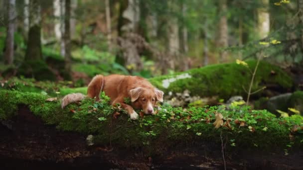 Лесу Бродит Собака Ретривер Олицетворяющая Дух Приключений Осторожная Позиция Бдительный — стоковое видео