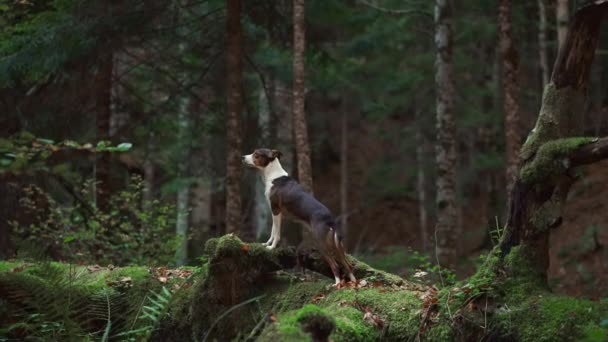 Alert Dog Forest Vigilant Mixbreed Stands Woods Surveying Its Surroundings — Stock Video