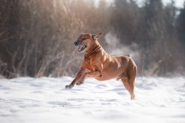 Rodezya sırtlı köpeği, kışın serin havasında güçlü biçimi ve nefesi sisli karda neşeyle koşar.