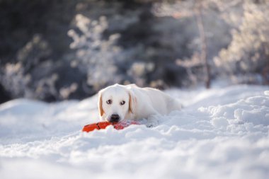 Bir Labrador Retriever köpeği karda yatar, kırmızı bir oyuncağa sarılır, soğuk bir arka planda odaklanmış bir bakışla.