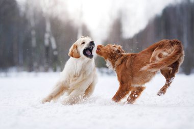 İki köpek Golden Retriever ve Nova Scotia Duck Tolling Retriever karda birlikte oynuyorlar, dostluklarını ve canlılıklarını bir kış arkaplanının ortasında sergiliyorlar.