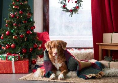 Nova Scotia Duck Tolling Retriever madalyalı bir ağacın yanında. Noel Baba şapkalı köpek stüdyoda Noel ruhunu yakalar.