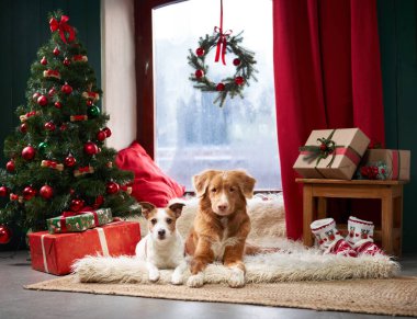 Pencerenin yanında köpekler, stüdyo ortamında samimi bir Noel sahnesi. Çiçekli bir ağacın yanında, bakıyorlar, bayram cazibesine katıyorlar.