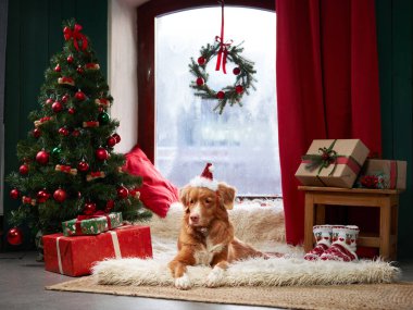 Nova Scotia Duck Tolling Retriever madalyalı bir ağacın yanında. Noel Baba şapkalı köpek stüdyoda Noel ruhunu yakalar.