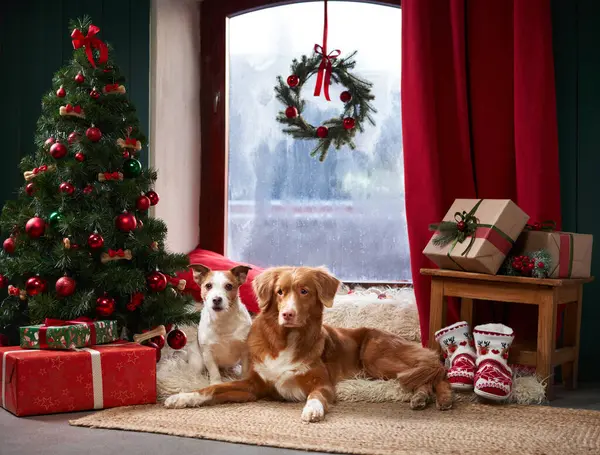 Dogs by a window, a cozy Christmas scene in a studio setting. Next to a festooned tree, they gaze out, adding to the holiday charm