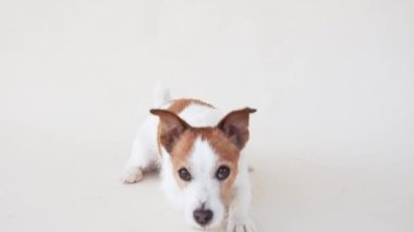 Jack Russell Terrier bir stüdyoda çömelmiş, oynamaya hazır. Özenli gözleri ve dengeli duruşu nişanı davet ediyor.