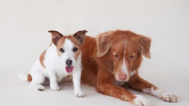 Δύο Σκυλιά Ξεκουράζονται Μαζί Ένα Στούντιο Μια Μελέτη Της Συντροφικότητας — Αρχείο Βίντεο