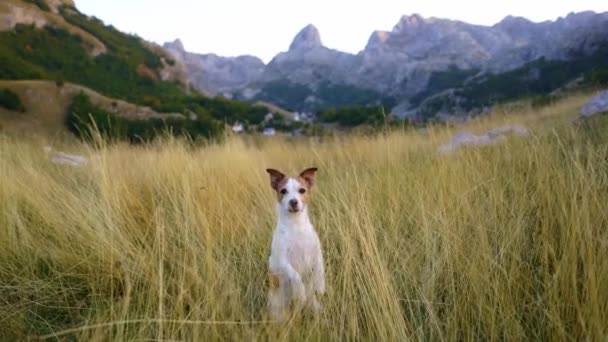 Джек Рассел Терьер Начеку Горном Поле Окруженная Высокой Травой Собака — стоковое видео