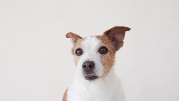 Retrato Perro Jack Russell Terrier Estudio Capturado Expresión Atenta Piel — Vídeo de stock