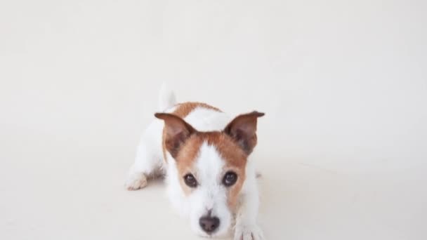 Pies Jack Russell Terrier Kuca Studio Gotowy Gry Jego Uważne — Wideo stockowe