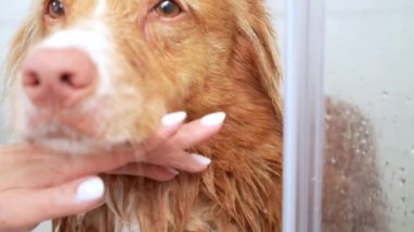 Bir Nova Scotia Duck Tolling Retriever 'ın dikkatli tımar edilmesi. Köpekleri yakın plan yıkama tüylü kürk