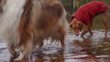 Çeşit çeşit dört köpek bir su birikintisinde yürüyor. Macar Vizsla, Jack Russell Terrier, Nova Scotia Retriever, Sheltie