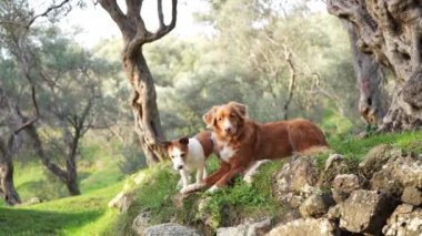 Doğadaki köpek. Serene Keynayn Arkadaşları: Jack Russell Terrier ve Nova Scotia Duck Tolling Retriever Rustic Olive Grove 'da