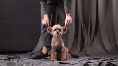 Stüdyoda Fino, bir köpek, bir stüdyo ortamında itaatkar bir şekilde oturur, bir insanın elleri nazikçe sırtında yukarıya bakar. Ayar basit, köpeklerin cazibeli tavırlarına odaklan.