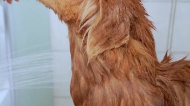 Bir Nova Scotia Duck Tolling Retriever 'ın dikkatli tımar edilmesi. Köpekleri yakın plan yıkama tüylü kürk