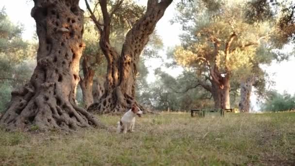 Hund Grove Ein Lebhafter Jack Russell Terrier Betreibt Einen Olivenhain — Stockvideo
