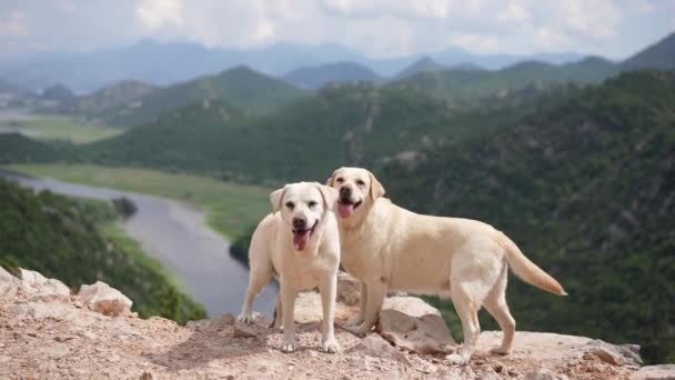 在风景中 两只拉布拉多猎犬站在一座山上 俯瞰着一个宁静的山谷 他们快乐的举止与大自然绚丽夺目的背景相符 — 图库视频影像