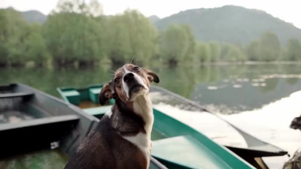 Nehirden Köpeğe Sakin Bir Nehir Kıyısından Yukarıya Bakan Bir Köpek — Stok video