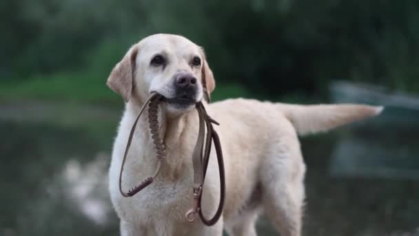 Trained Labrador Retriever Dog Holds Its Own Leash Ready Walk — Stock Video