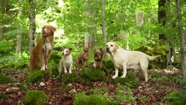 Σκύλοι Στο Δάσος Μια Ποικιλόμορφη Ομάδα Κατοικίδιων Ζώων Συμπεριλαμβανομένου Ενός — Αρχείο Βίντεο