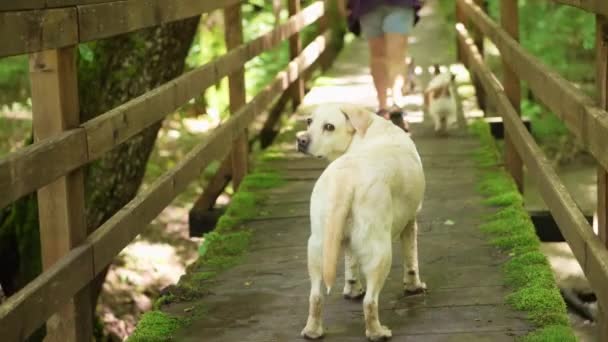 Cão Natureza Labrador Retriever Atravessa Uma Ponte Madeira Uma Viagem — Vídeo de Stock