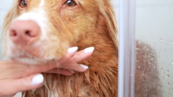 小心打扮新斯科舍省的鸭托林猎犬 洗狗毛绒毛的特写 — 图库视频影像