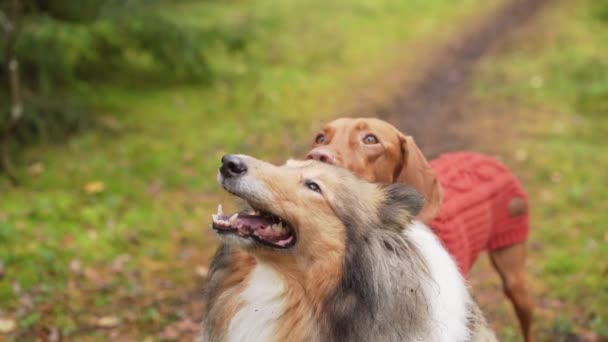 Dois Cães Shetland Sheepdog Húngaro Vizsla Pausa Sua Caminhada Floresta — Vídeo de Stock