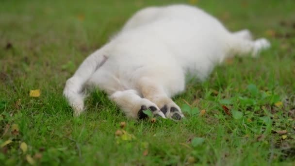 Розслаблений Собака Траві Собака Лежить Животі Трав Янистому Полі Насолоджуючись — стокове відео