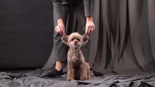 Poodle Studio Perro Sienta Obedientemente Entorno Estudio Mirando Hacia Arriba — Vídeos de Stock