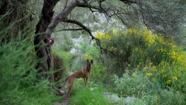 Собака Малінойс Квітковому Шляху Сцена Фіксує Тривожність Порід Пишному Природному — стокове відео