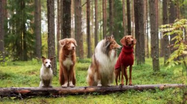 Çeşitli cinslerden dört köpek, çeşitliliğin bir sembolü olan yemyeşil bir ormandaki bir kütüğe poz veriyor. Macar Vizsla, Jack Russell Terrier, Nova Scotia Retriever, Sheltie