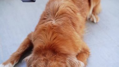 Tımarcı köpek, bir Nova Scotia Duck Tolling Retriever 'a özen göstermek için saç kurutma makinesi kullanmak da dahil. Görüntü, evcil hayvan bakımının özünü yakalar.