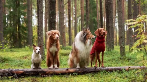 さまざまな品種の4匹の犬は 多様性の統一のシンボルである緑豊かな森のログにポーズします ハンガリーのヴィスレー ジャック ラッセル テリア ノバスコシア レトリーバー シェルティ — ストック動画