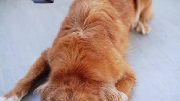 新斯科舍省鸭托林猎犬的护理包括使用吹风机 展示彻底的梳妆打扮 这张图片捕捉到了宠物日常维修的本质 — 图库视频影像
