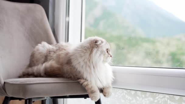 Szkocki Kot Koci Salony Krześle Patrząc Przez Okno Widok Góry — Wideo stockowe