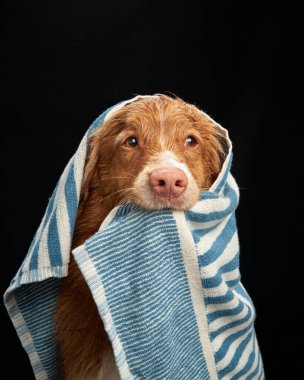 Şımarık Pooch, bir Nova Scotia Duck Tolling Retriever banyodan sonra çizgili havluya sarılı, ifade dolu gözler. Siyah arka plan sıcak, nemli kürkünü ve özenli bakışlarını vurguluyor.
