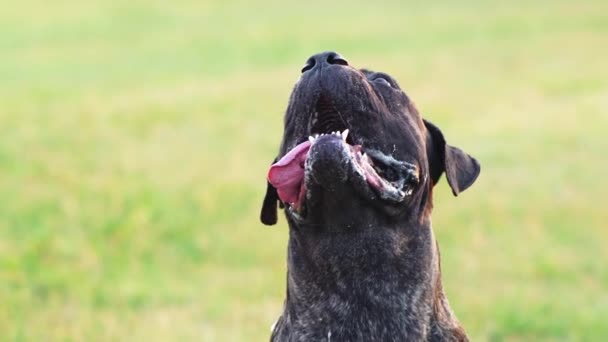 Czujny Cane Corso Patrzy Górę Pies Łapie Smaczny Smakołyk — Wideo stockowe