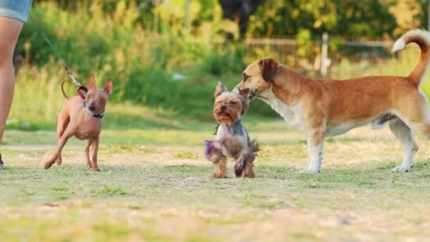 Yorkshire Terrier Hund Flitzt Mit Sichtlicher Freude Vorwärts Während Ein — Stockvideo